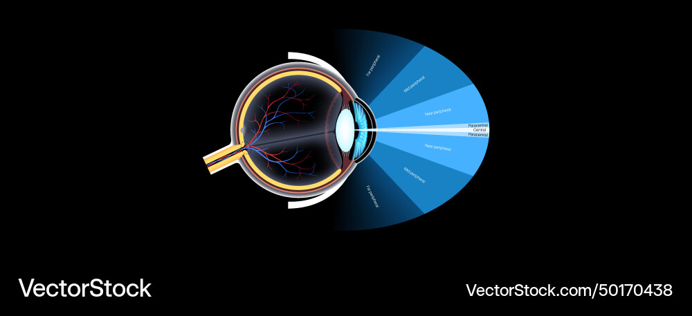 Peripheral vision poster Royalty Free Vector Image