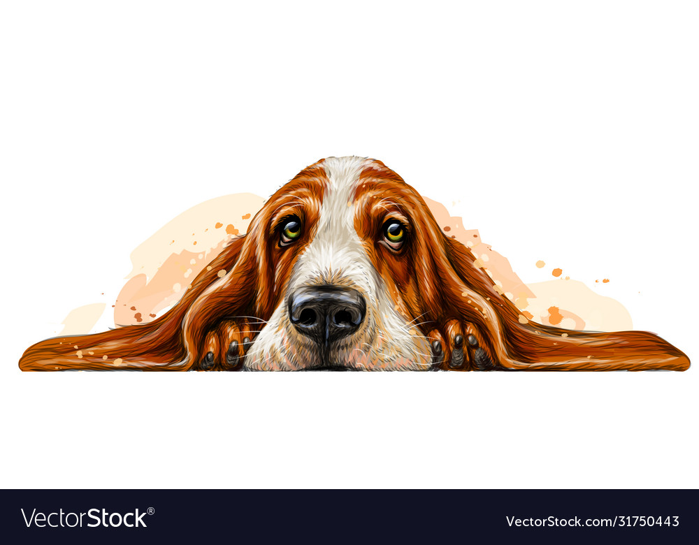 Dog breed basset hound sticker on wall