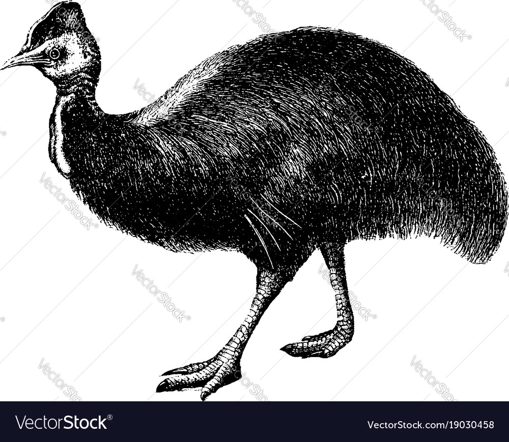 Cassowary vintage Royalty Free Vector Image - VectorStock