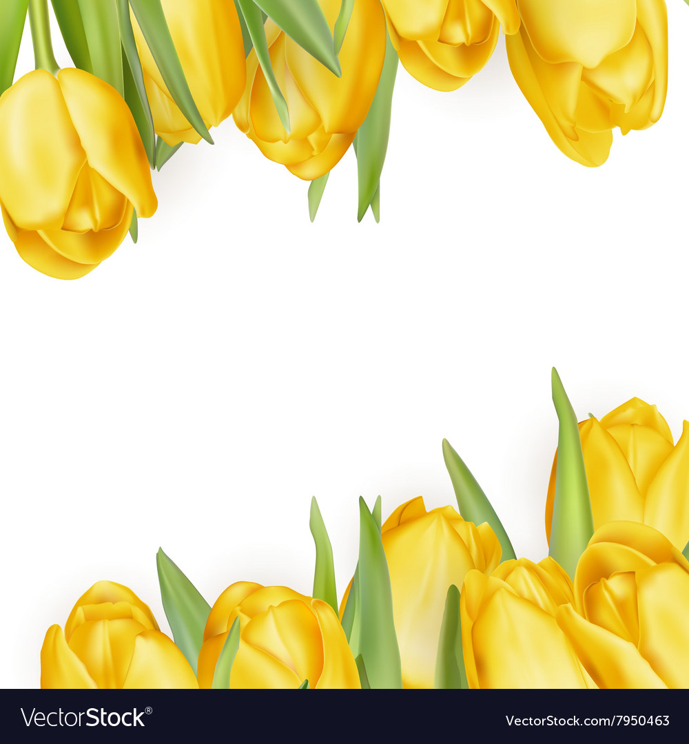 Yellow flowers isolated on white eps 10 Royalty Free Vector