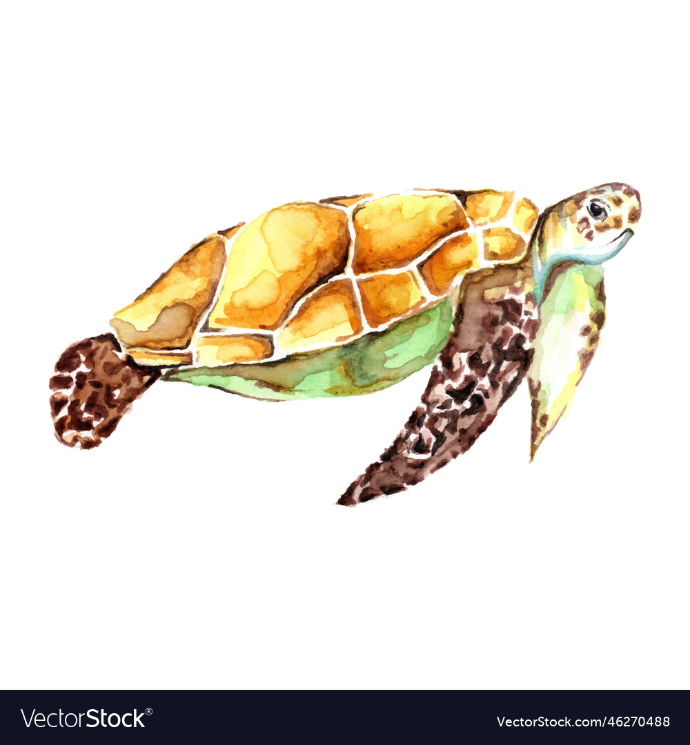 Watercolor hand drawn sea turtle isolated Vector Image