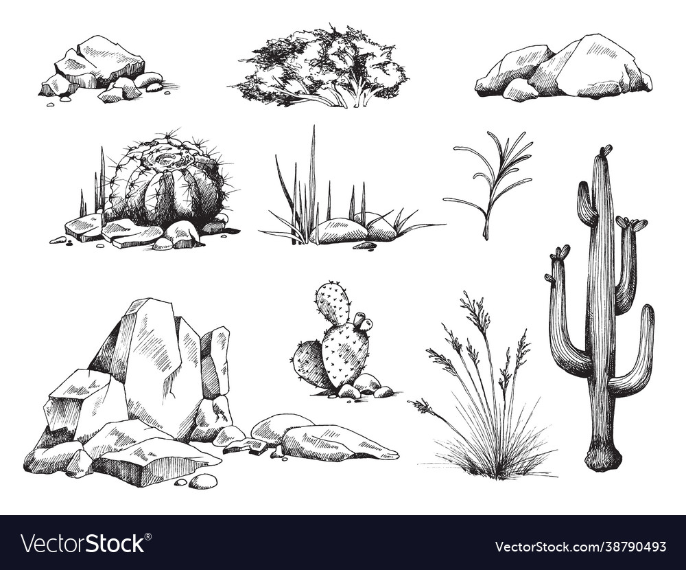 A set plants succulent stones and cactus vector image A set plants succulent stones and cactus