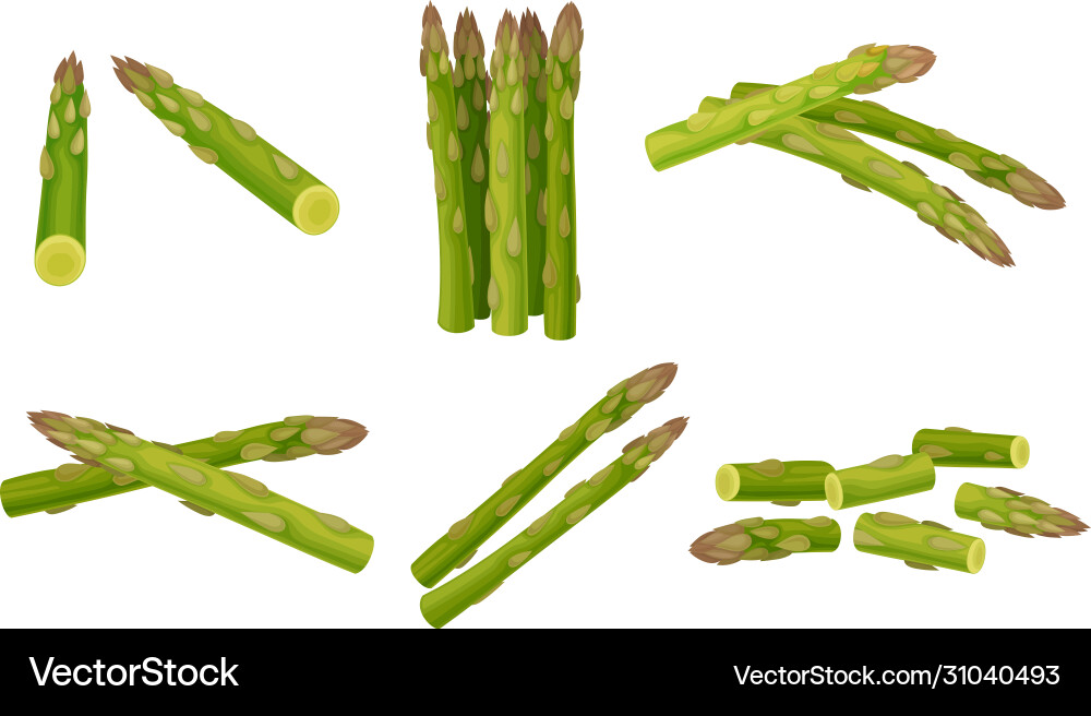 Green asparagus spears whole and cut set Vector Image