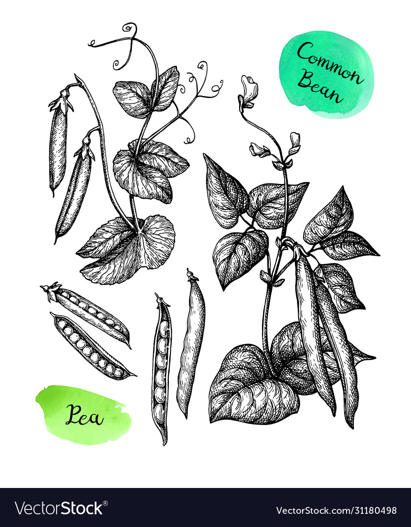 Common bean and pea plant Royalty Free Vector Image