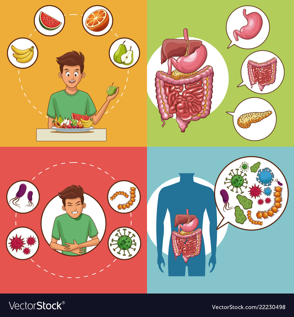 Set of digestive system cards Royalty Free Vector Image