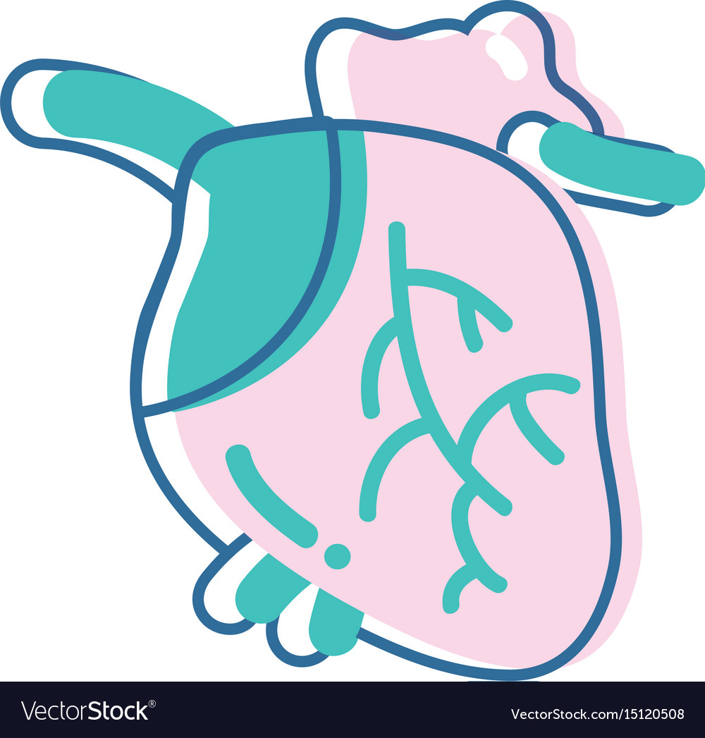 Heart Organ With Blood Circulation For The Veins Vector Image Heart Organ With Blood Circulation For The Veins Vector Image