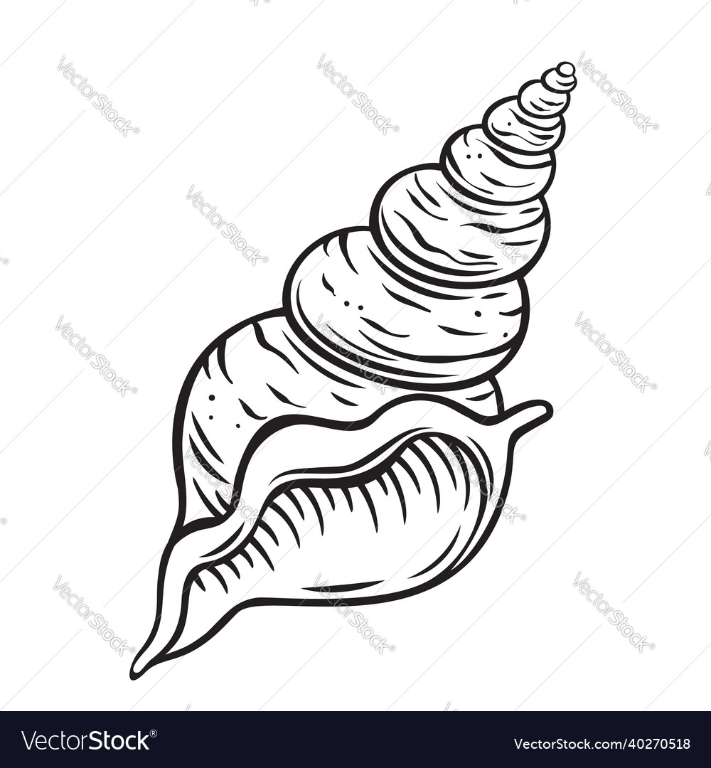 Hand drawn seashell Royalty Free Vector Image - VectorStock