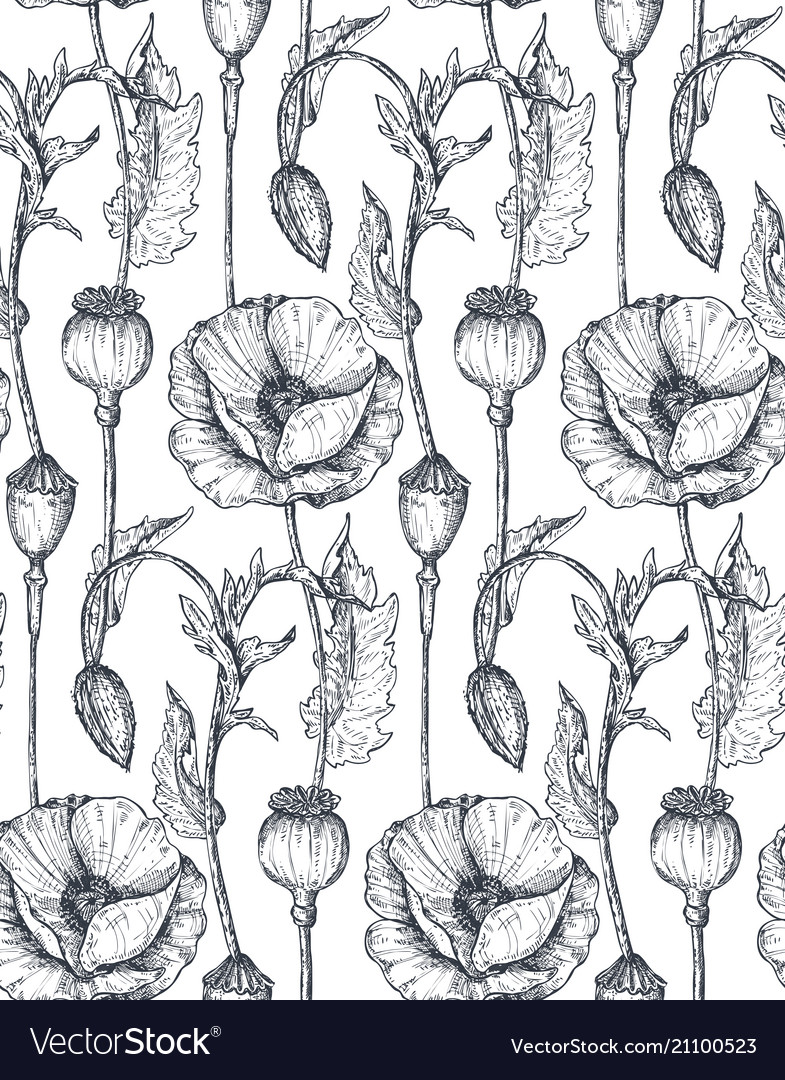 Floral seamless pattern with hand drawn poppy