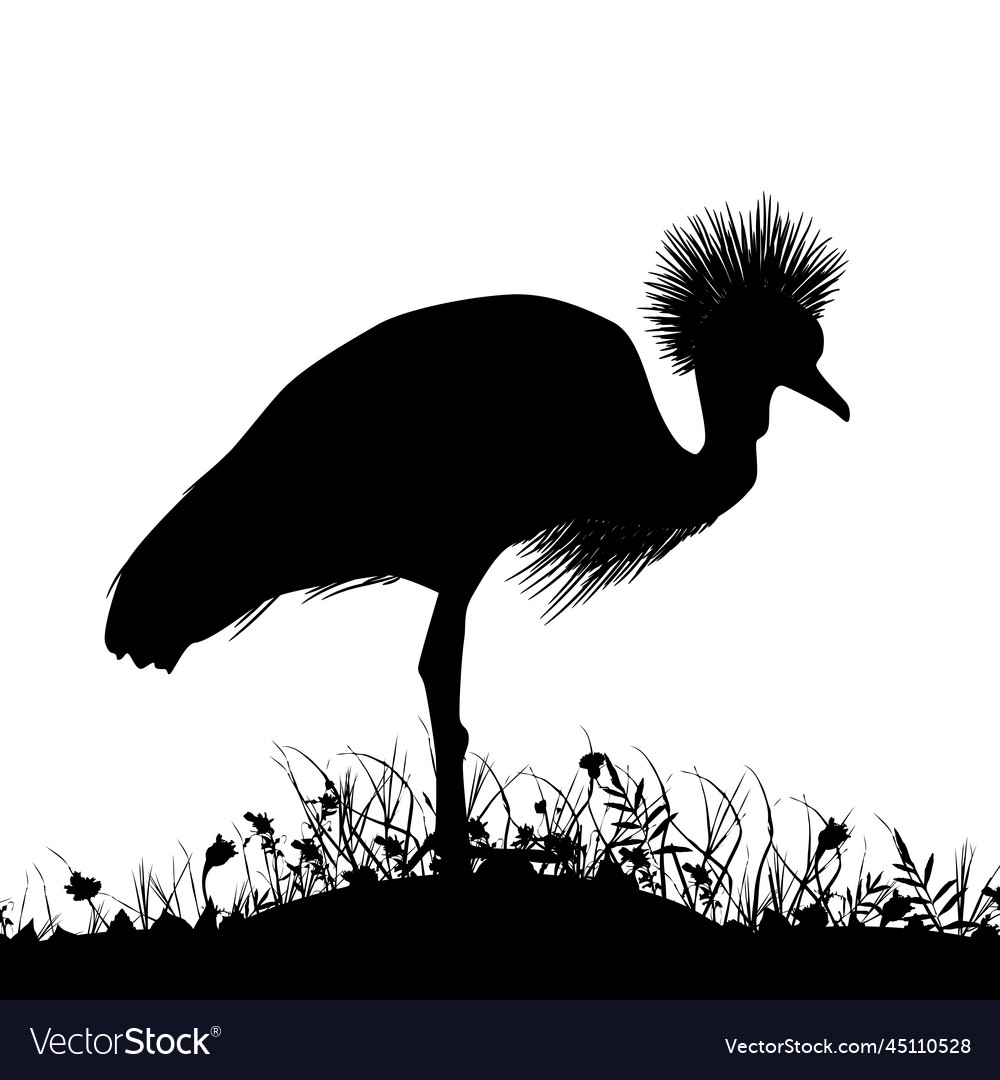 Grey crowned crane black stands Royalty Free Vector Image