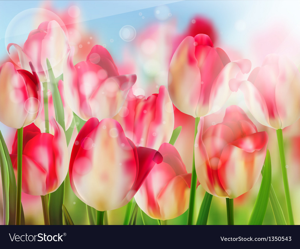 Red tulip with bokeh eps 10 Royalty Free Vector Image