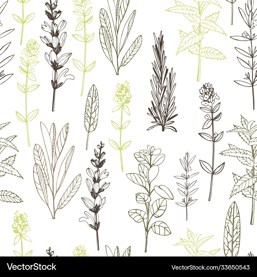 Seamless pattern with hand drawn herbs Royalty Free Vector