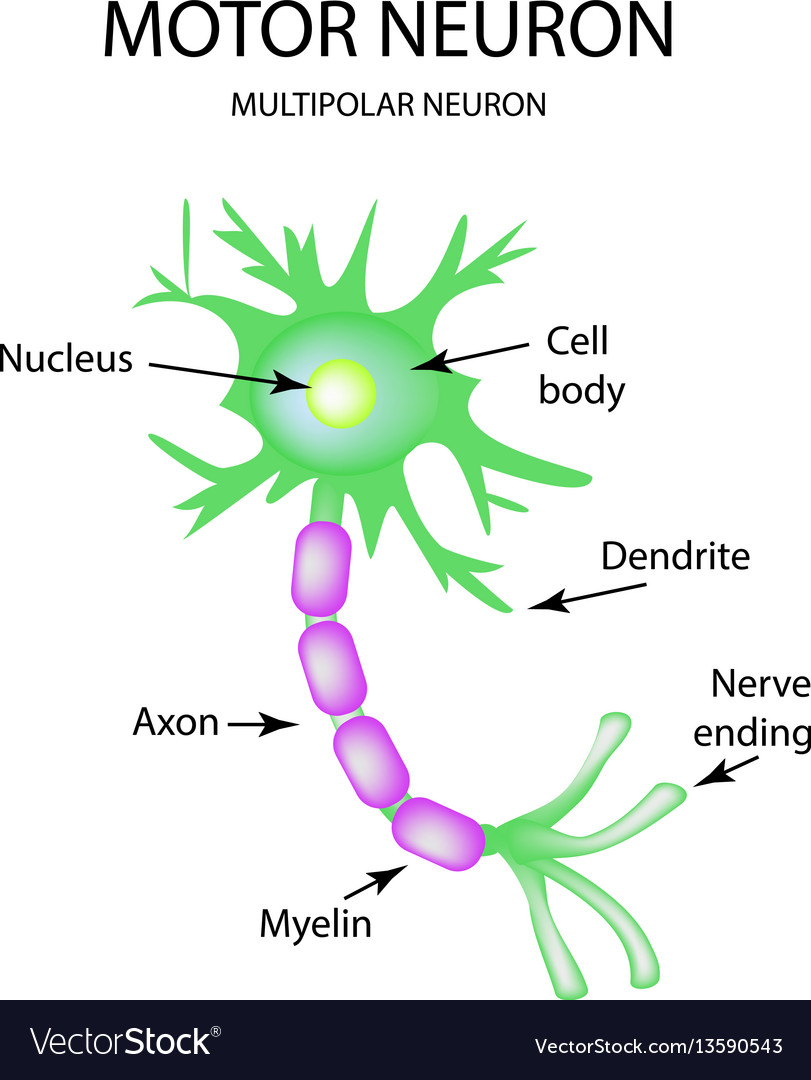 structure-of-the-motor-neuron-infographics-vector-image