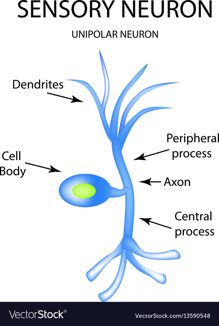 structure-of-the-sensory-neuron-infographics-vector-image