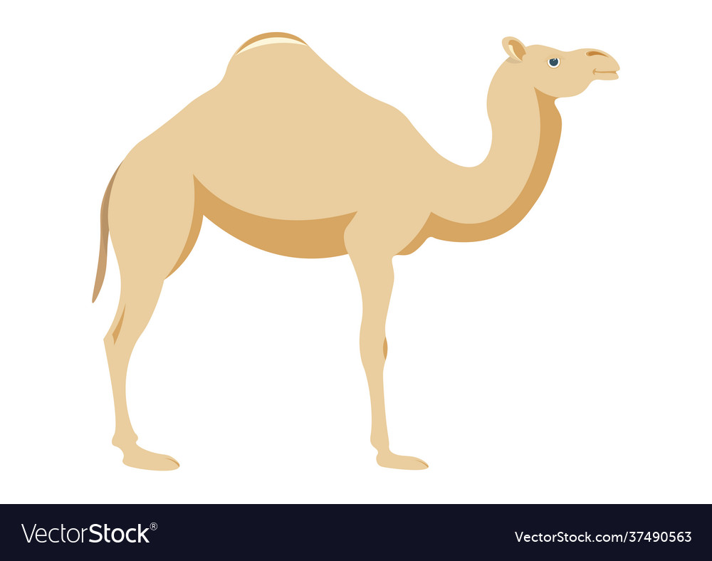 Camel flat style isolated on a white background Vector Image