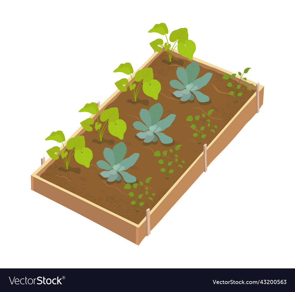 Garden bed with young sprouting plants Royalty Free Vector