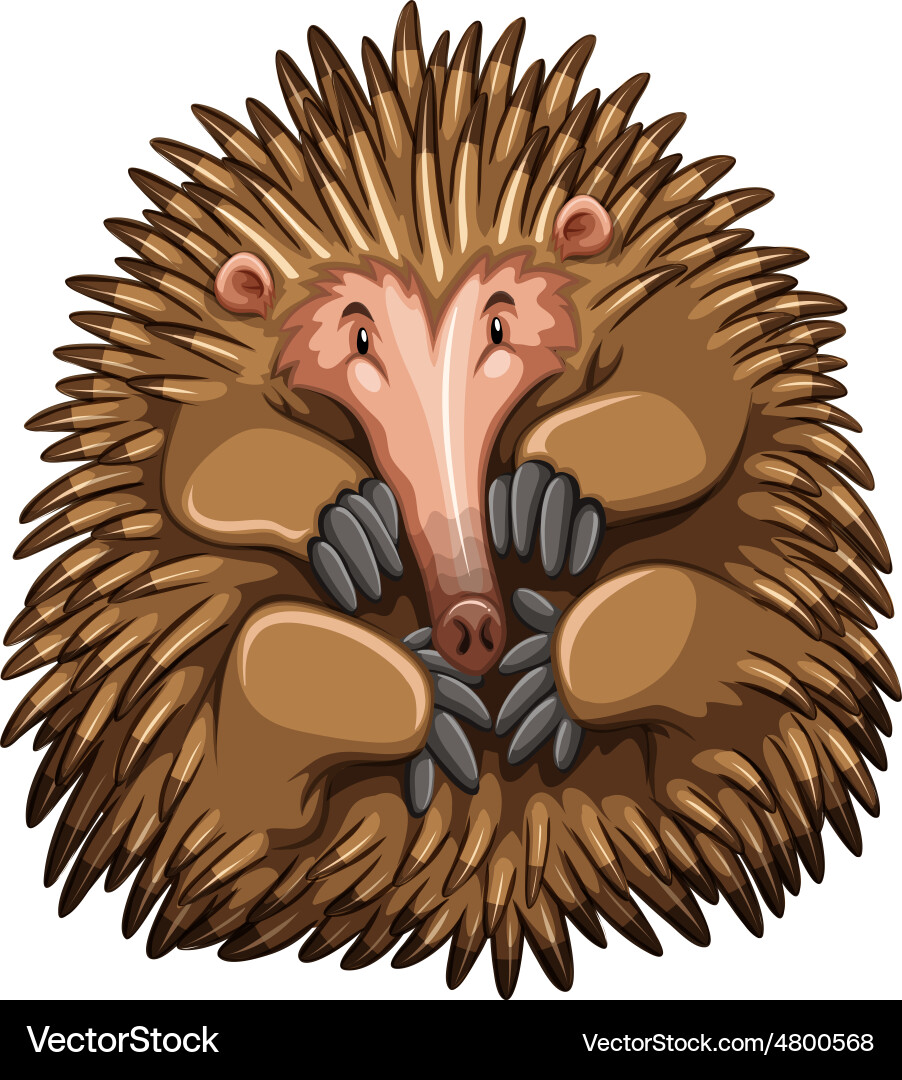 Echidna Royalty Free Vector Image - VectorStock