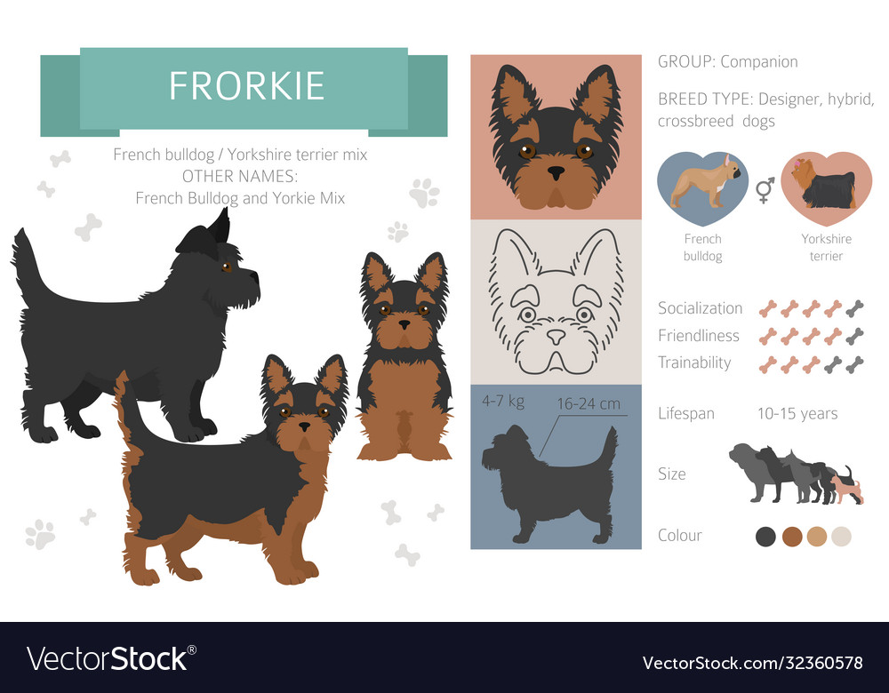 Designer dogs crossbreed hybrid mix pooches Vector Image