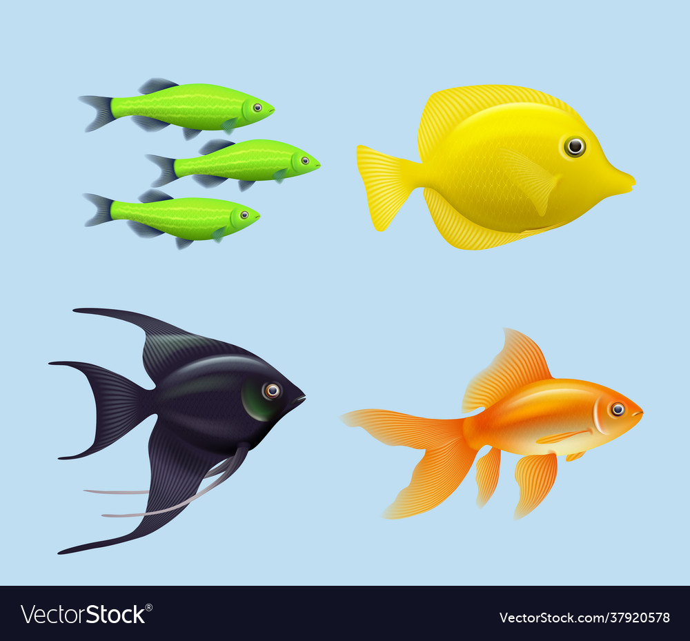 Free Vector  Aquarium fish set. underwater diving fishes isolated on white  background. color sea animal illustration