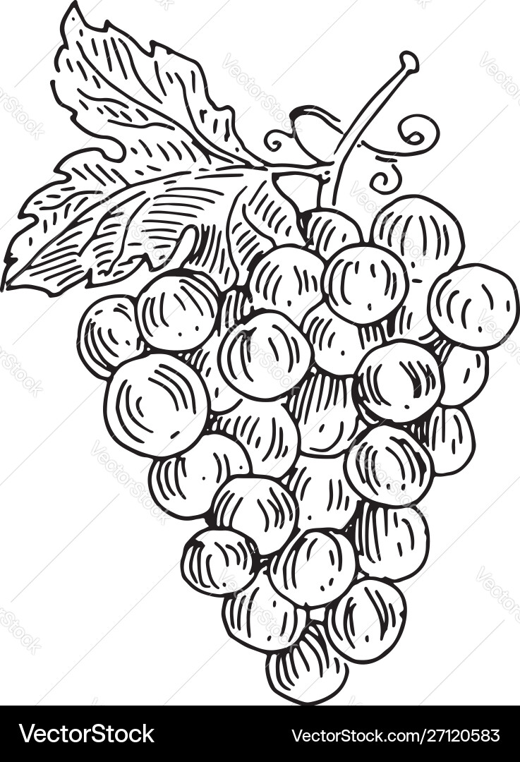 Bunch grapes Royalty Free Vector Image - VectorStock