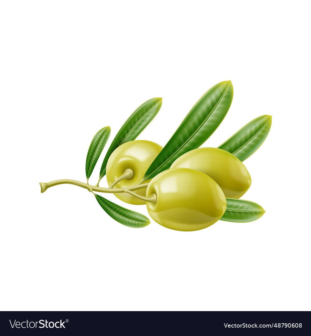 Realistic raw green olives branch and leaves Vector Image