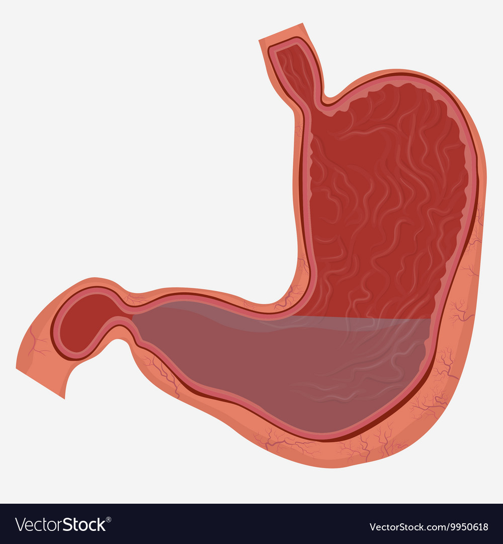 Inside Stomach Vector