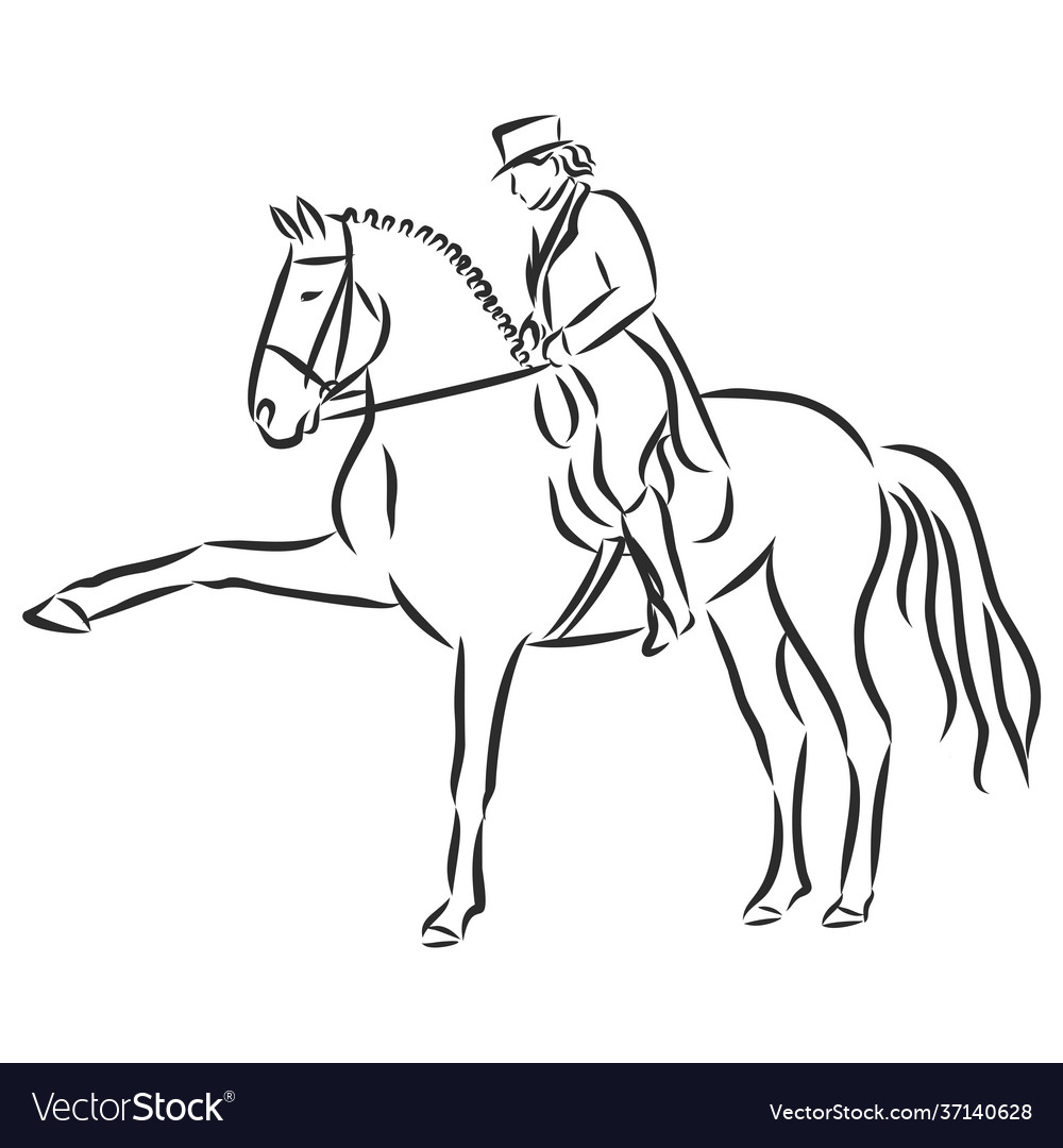 A sketch dressage rider on horse executing Vector Image