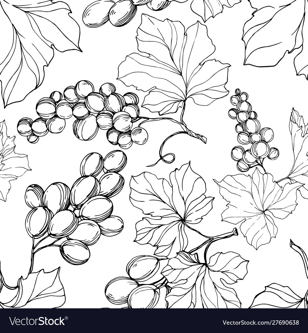 Grape berry healthy food black and white Vector Image