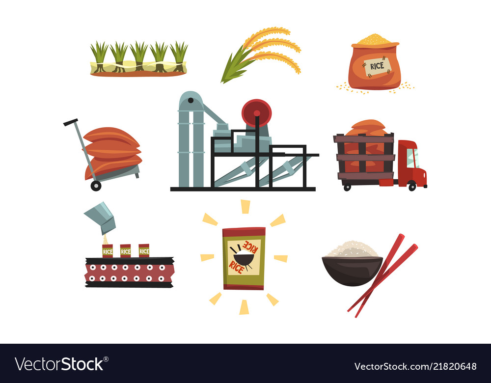 Infographic Template Of Rice Production From Vector Image