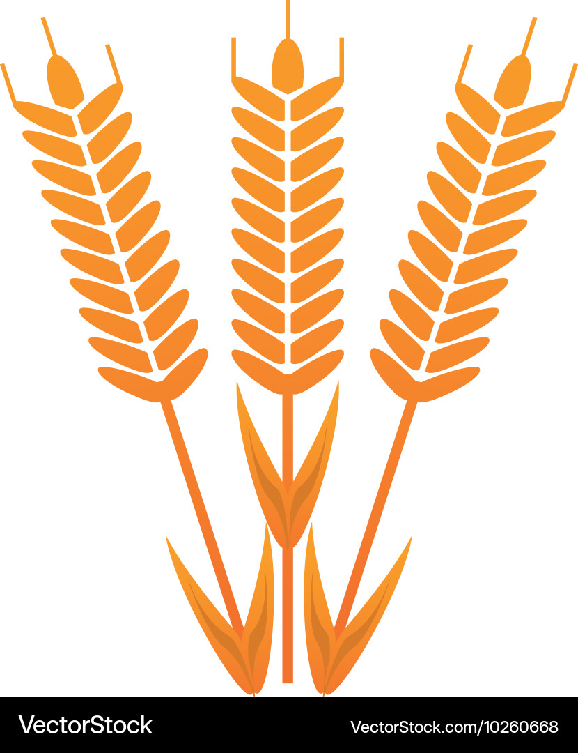 Wheat ear icon Royalty Free Vector Image - VectorStock