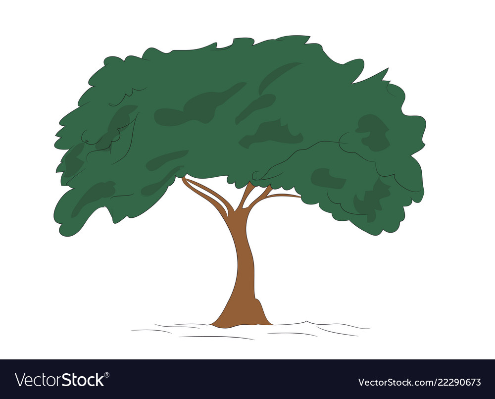 Tree drawing on white background Royalty Free Vector Image