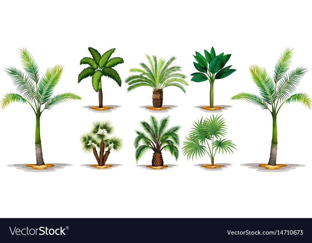 different types of trees