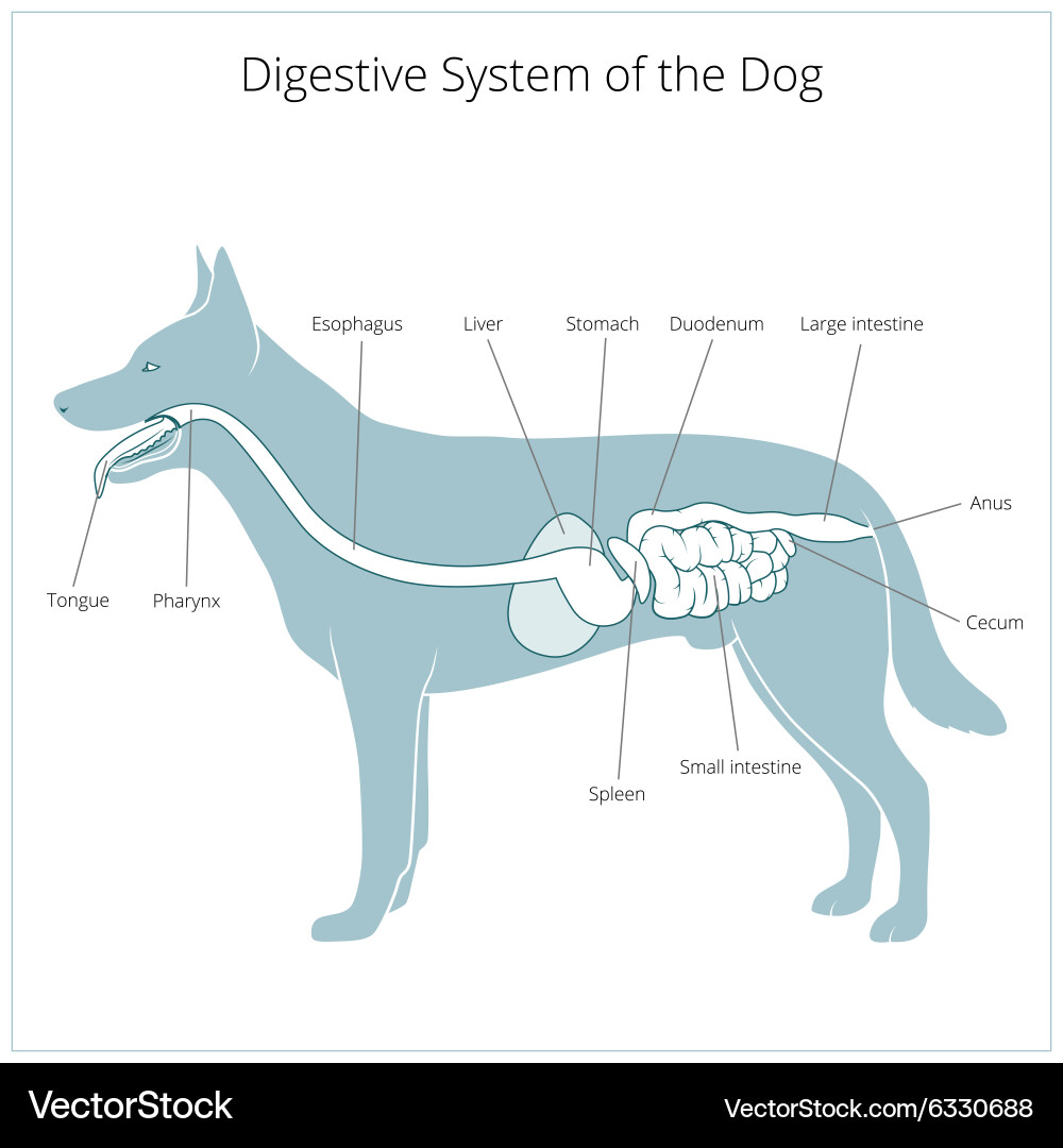 dog gi tract