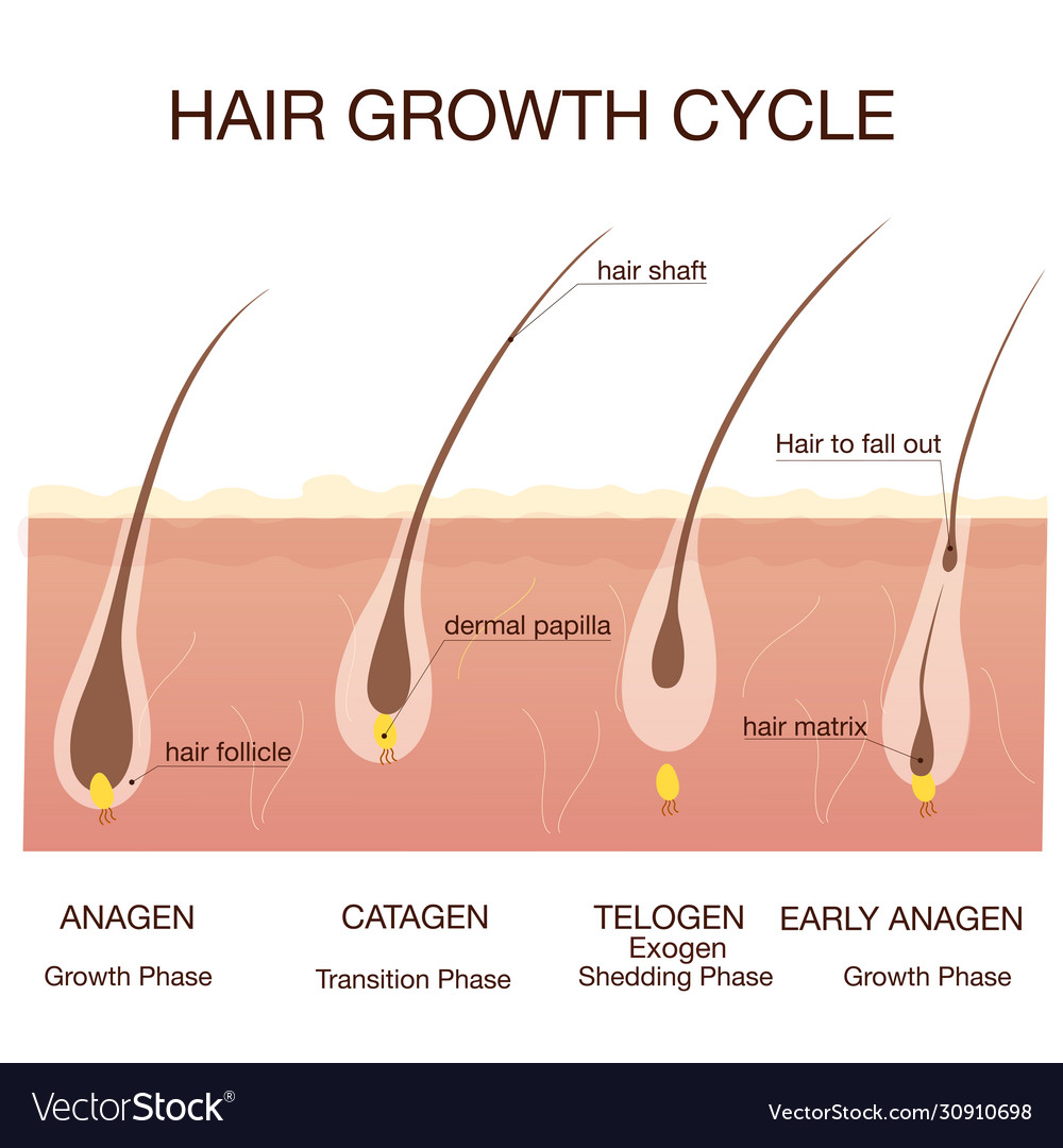 Hair growth phase step stepstages Royalty Free Vector Image