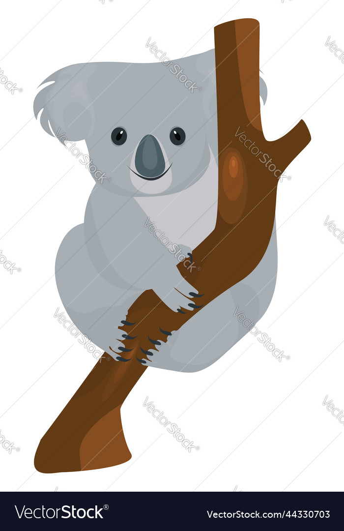 Koala on a tree white background Royalty Free Vector Image