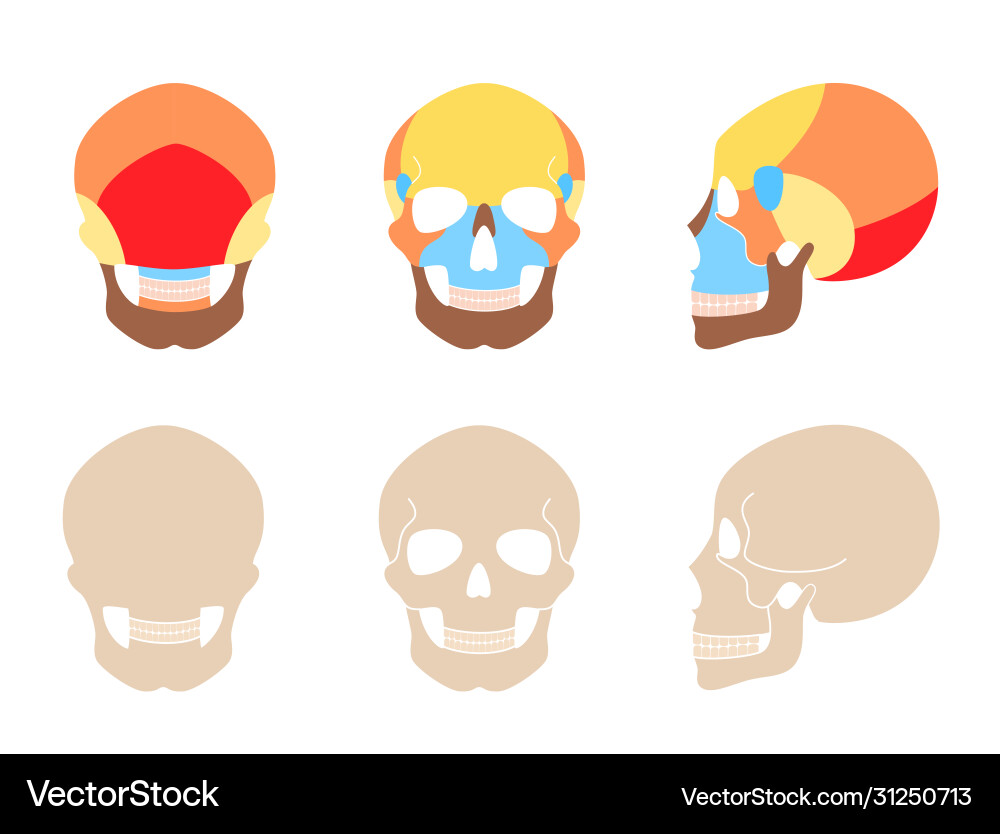 Human skull anatomy Royalty Free Vector Image - VectorStock