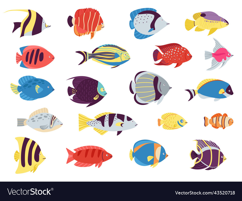 flat tropical fish