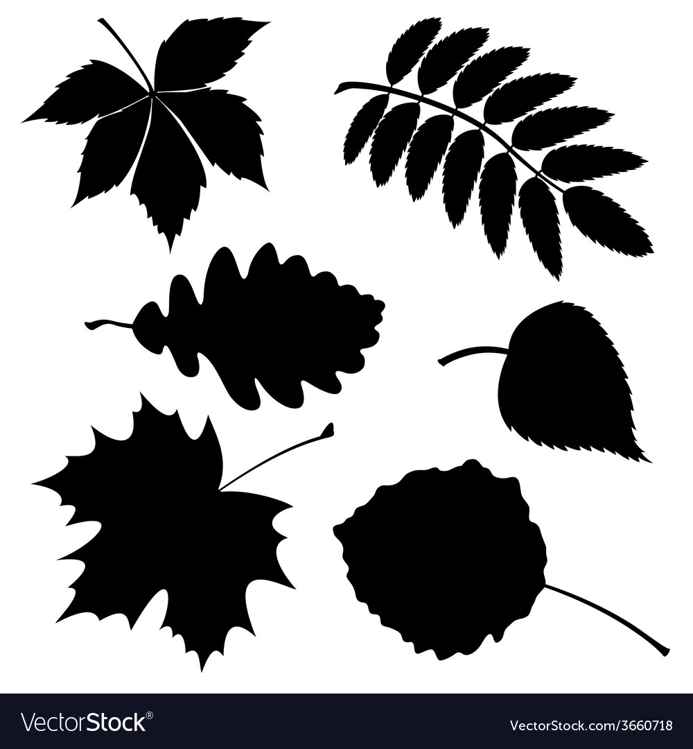 Download Set of silhouette leaves Royalty Free Vector Image