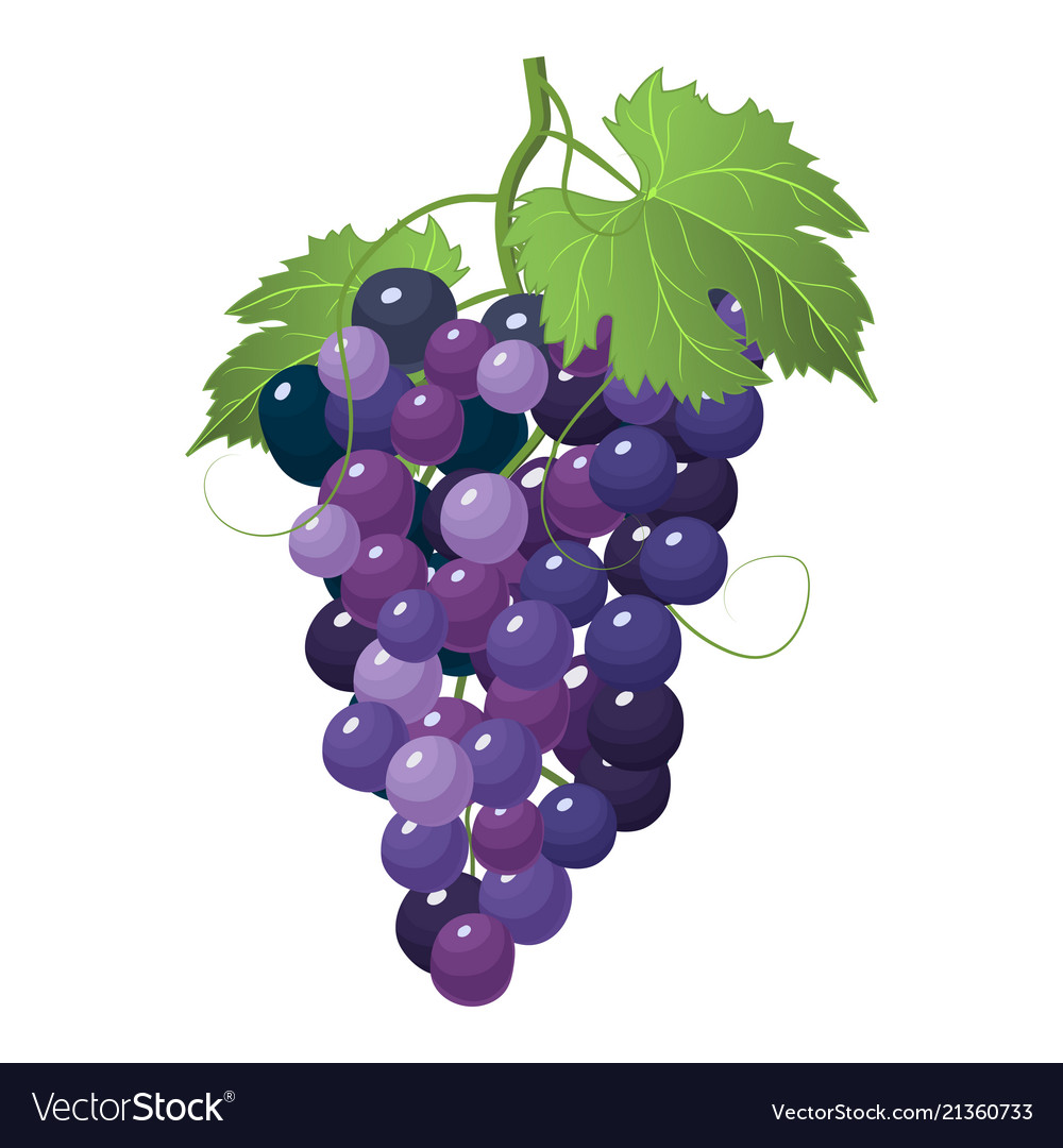 Download Grapes icon isolated on white background Vector Image