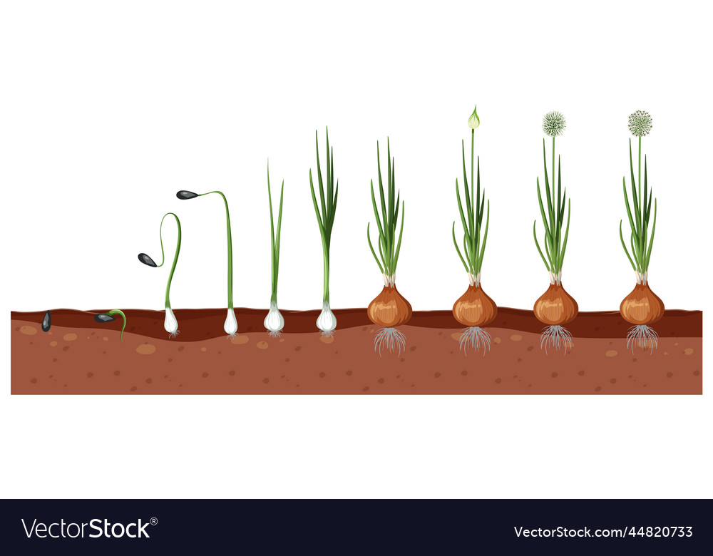 Set of onion plant growing steps isolated Vector Image