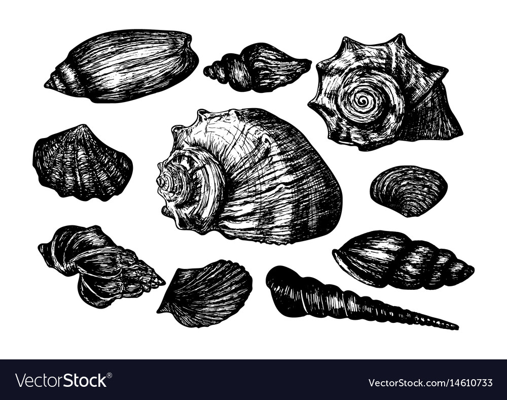 Vintage hand drawn collection various seashells Vector Image