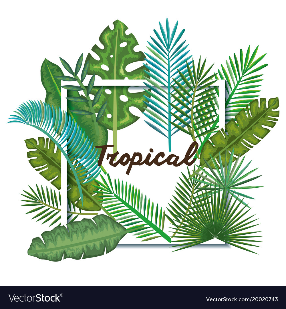 Tropical and exotic palms leafs Royalty Free Vector Image