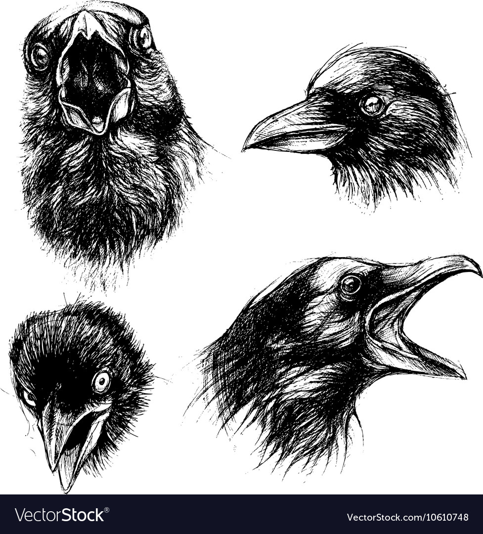 crow head drawing