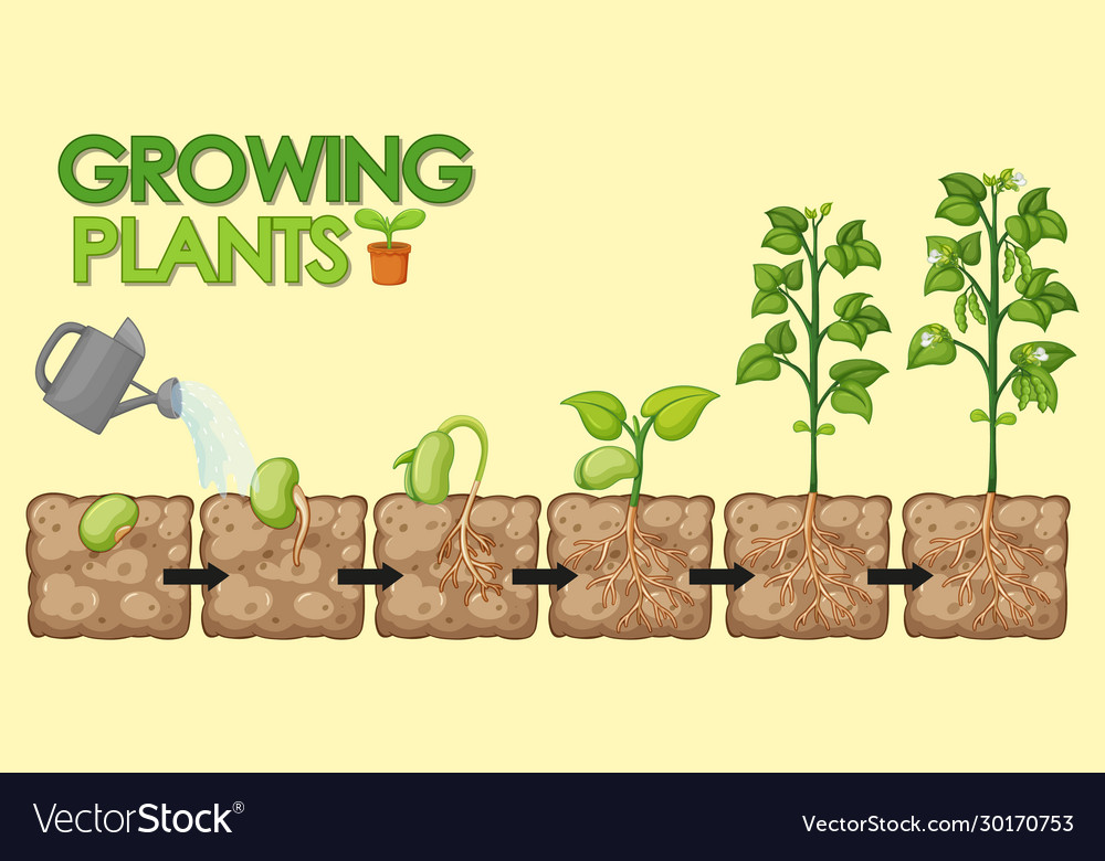 Diagram showing how plants grow from seed to beans