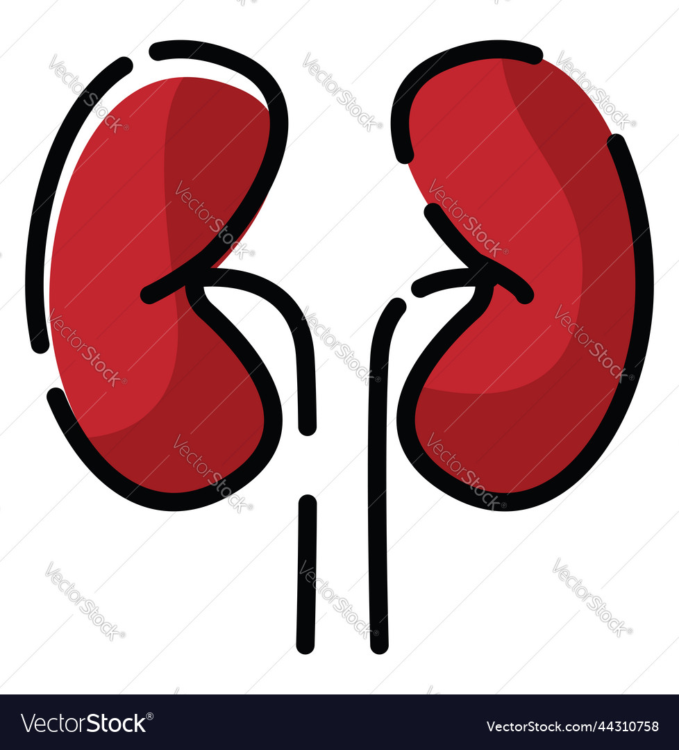 Human Kidneys On A White Background Royalty Free Vector