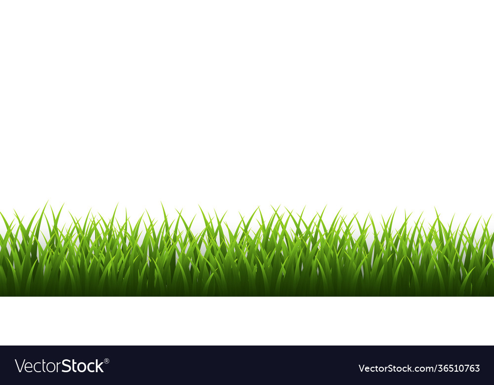 Green grass border set on white background Vector Image