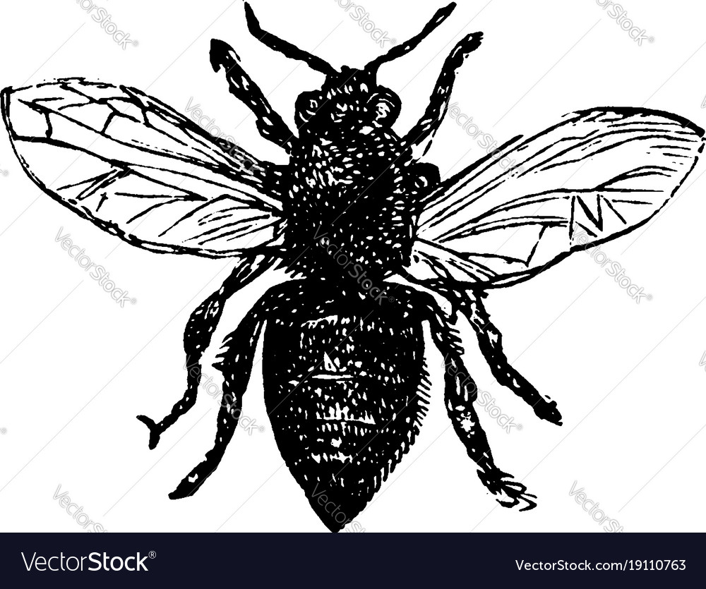 Worker bee vintage Royalty Free Vector Image - VectorStock