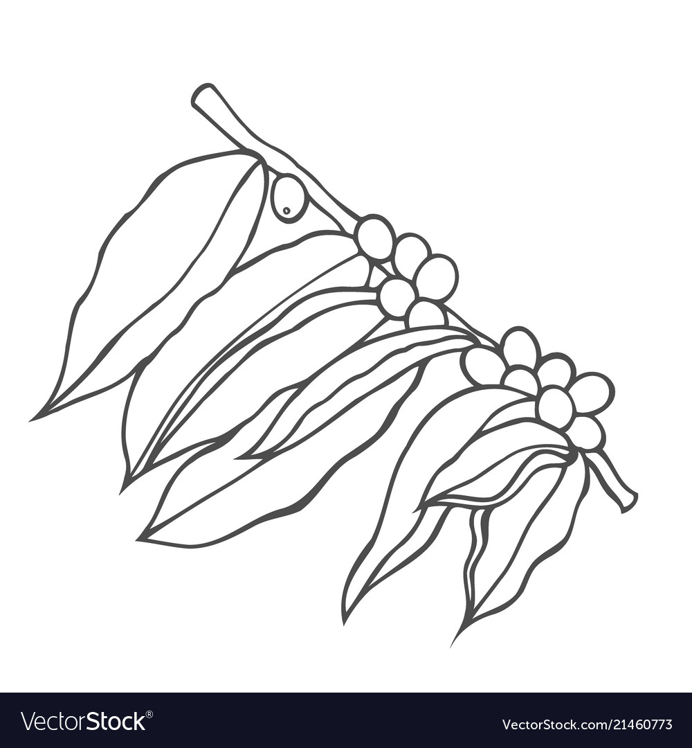 Line Icon Of Coffee Tree Vector Image Line Icon Of Coffee Tree Vector Image