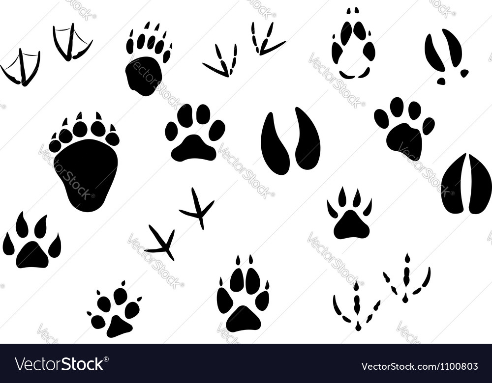 Download Animal footprints and tracks Royalty Free Vector Image