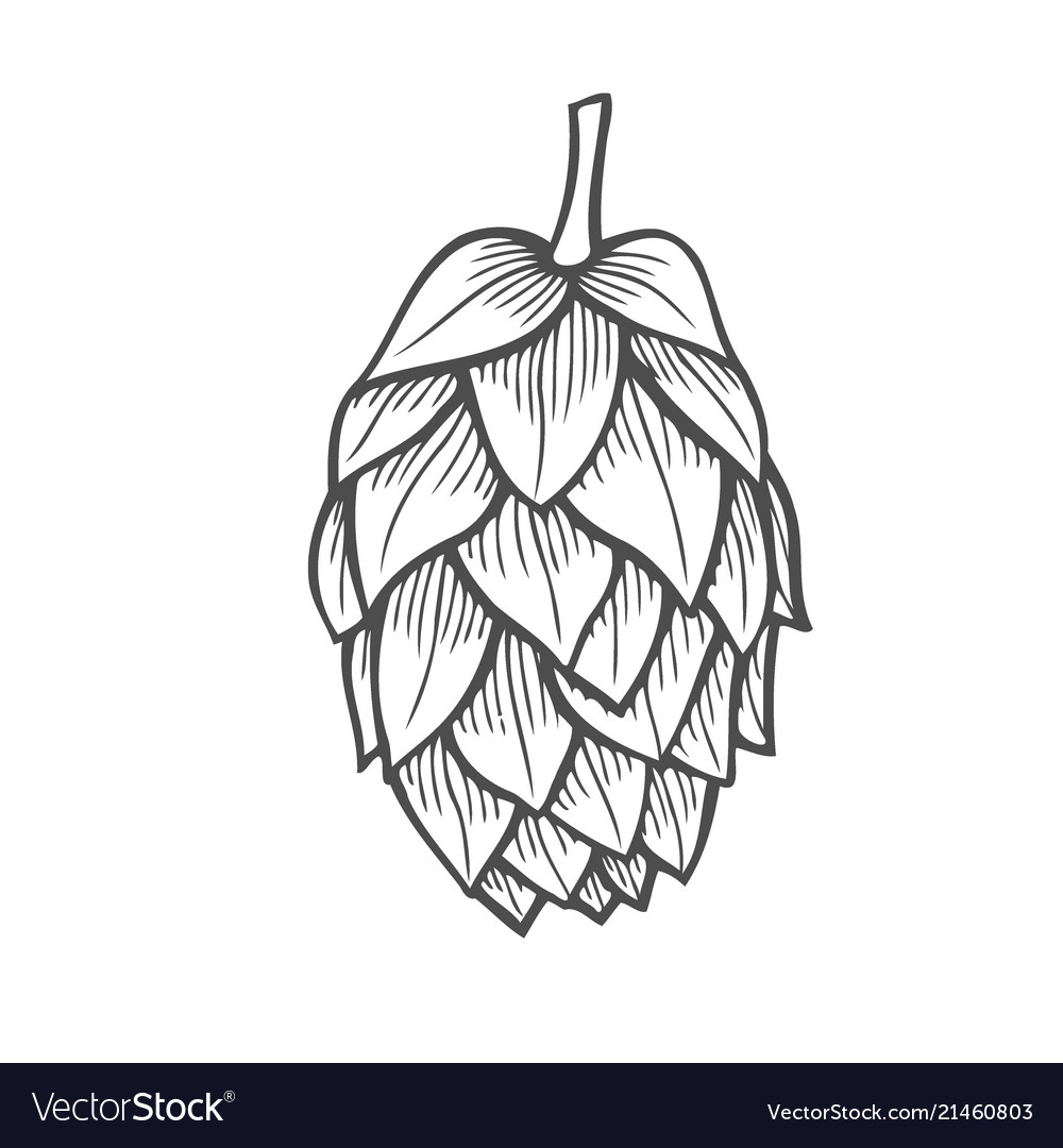 Beer hop Royalty Free Vector Image - VectorStock