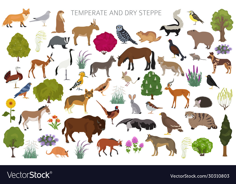 Temperate and dry steppe biome natural region Vector Image